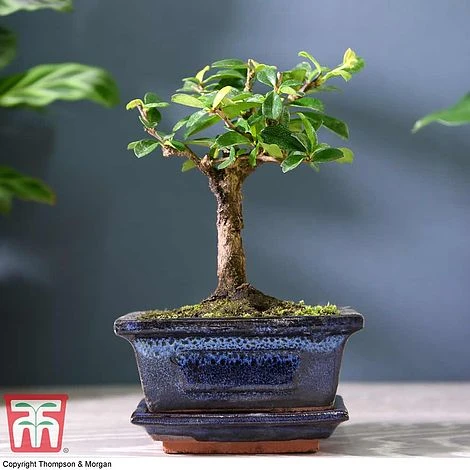 Bonsai Carmona Microphylla (House Plant) - Image 2