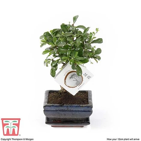 Bonsai Carmona Microphylla (House Plant) - Image 4