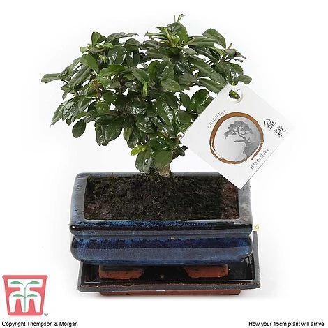 Bonsai Carmona Microphylla (House Plant) - Image 5