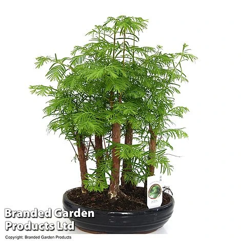 Bonsai Metasequoia Forest Mix In Oval Ceramic - Image 9