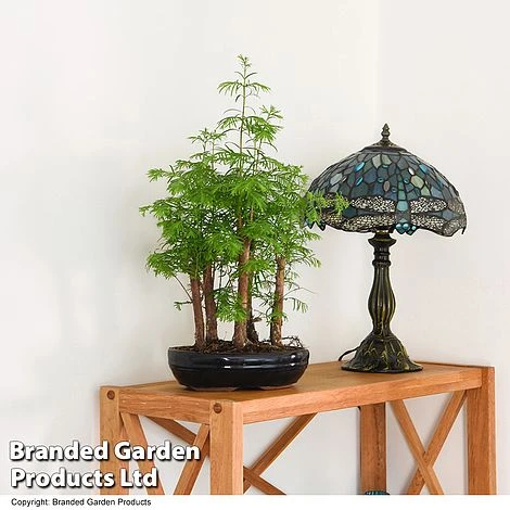 Bonsai Metasequoia Forest Mix In Oval Ceramic - Image 3