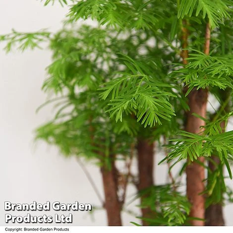 Bonsai Metasequoia Forest Mix In Oval Ceramic - Image 8