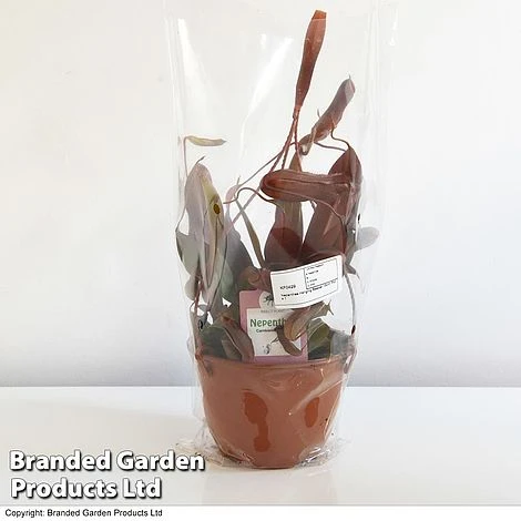 Nepenthes Alata Mix Hanging Basket - Image 4