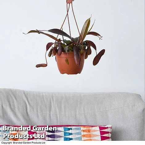 Nepenthes Alata Mix Hanging Basket - Image 2