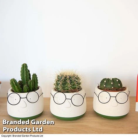 Cactus In Decorative Pot