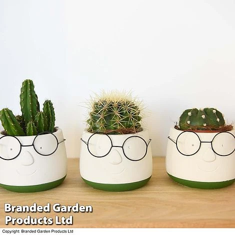 Cactus In Decorative Pot - Image 3