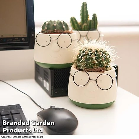 Cactus In Decorative Pot - Image 5