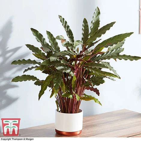 Calathea Rufibarba - Image 4