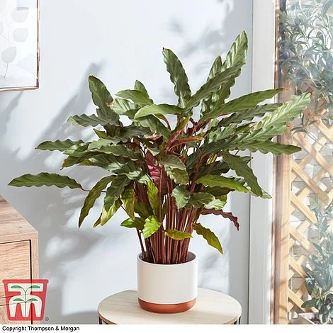 Calathea Rufibarba - Image 5
