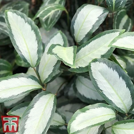 Calathea Picturata 'Argentea' - Image 8