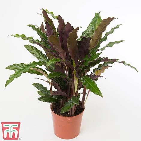 Calathea Rufibarba - Image 6