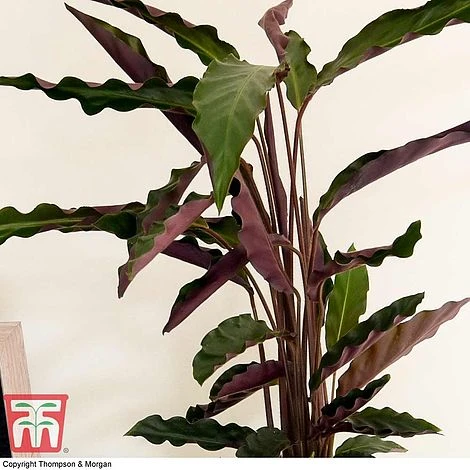 Calathea Rufibarba - Image 12