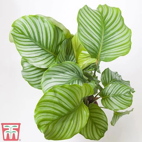 Calathea Orbifolia - Image 3
