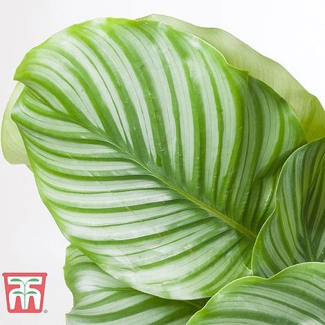 Calathea Orbifolia - Image 5