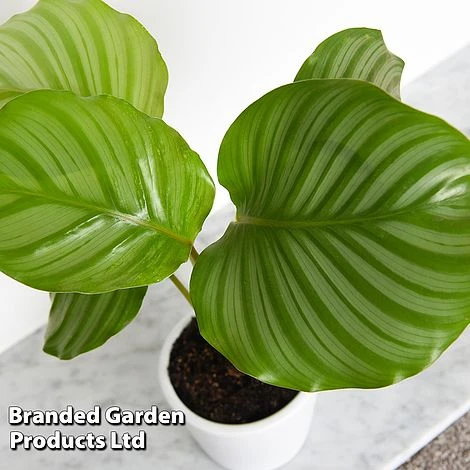 Calathea Orbifolia - Image 7
