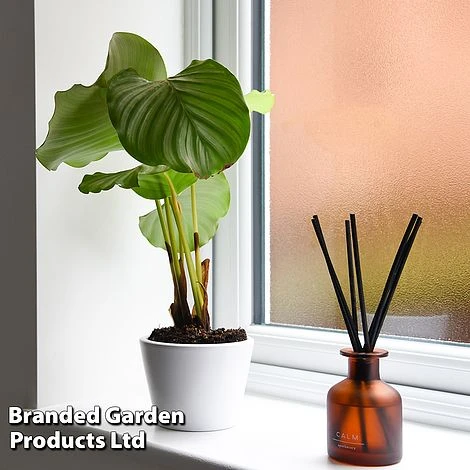 Calathea Orbifolia - Image 2