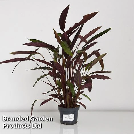 Calathea Rufibarba - Image 7