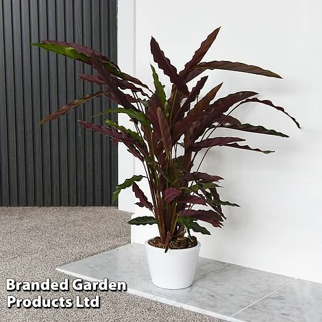 Calathea Rufibarba - Image 8
