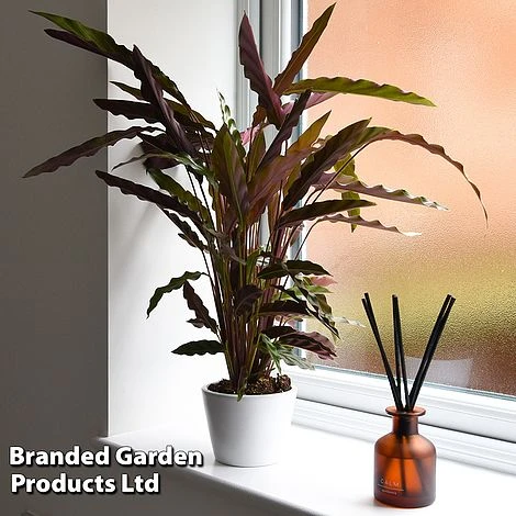 Calathea Rufibarba - Image 10