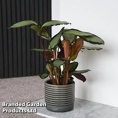 Calathea Picturata 'Argentea' - Image 2