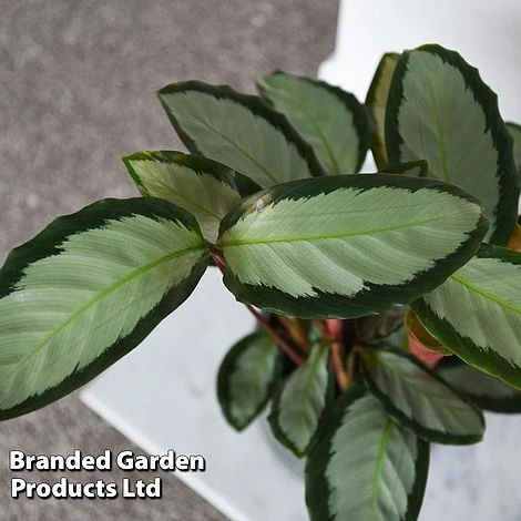 Calathea Picturata 'Argentea' - Image 3