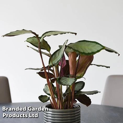 Calathea Picturata 'Argentea' - Image 7
