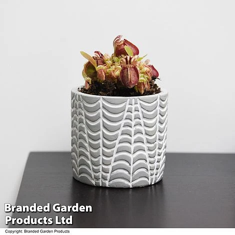 Cephalotus Follicularis