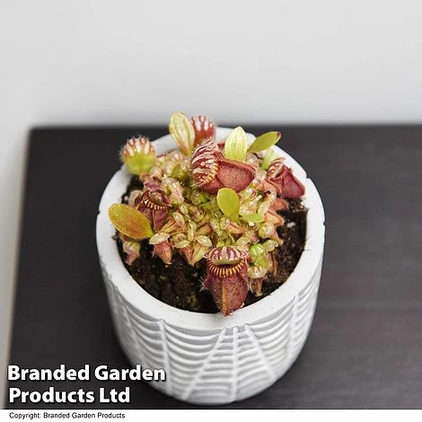 Cephalotus Follicularis - Image 2