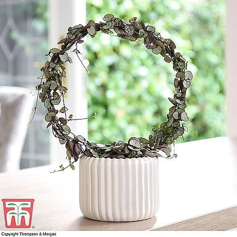 T&M's Choice House Plant Mix - Image 7