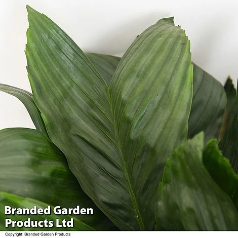 Chamaedorea Metallica - Image 2