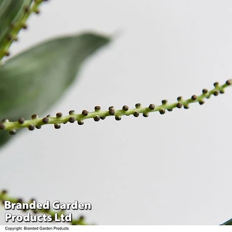 Chamaedorea Metallica - Image 3