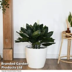 Chamaedorea Metallica In Hydro Pot