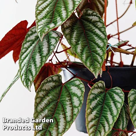 Cissus Discolor - Image 4