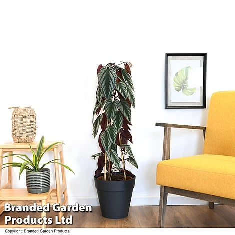 Cissus Discolor - Image 5