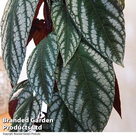 Cissus Discolor - Image 6