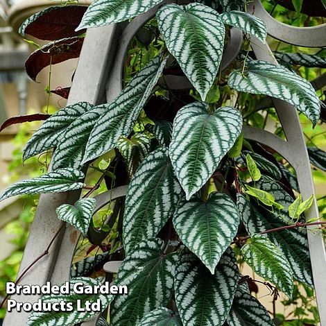 Cissus Discolor - Image 2