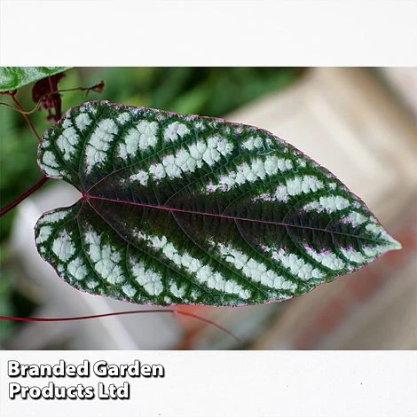 Cissus Discolor - Image 3