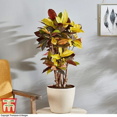 Codiaeum Variegatum Var. Pictum 'Mrs Iceton' - Image 6