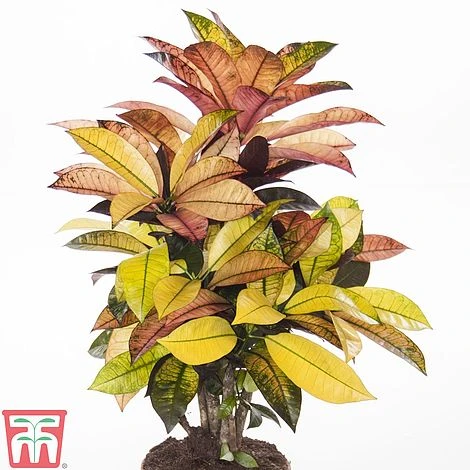 Codiaeum Variegatum Var. Pictum 'Mrs Iceton' - Image 3