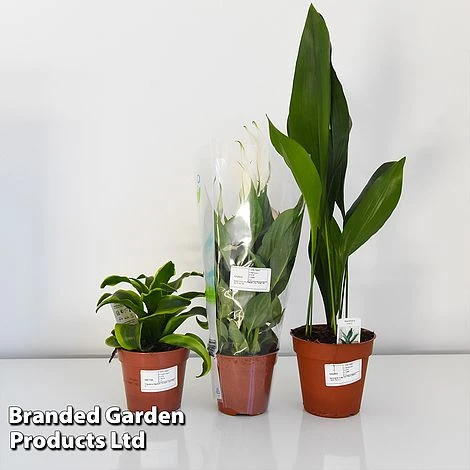 Almost Unkillable Houseplant Collection - Image 7