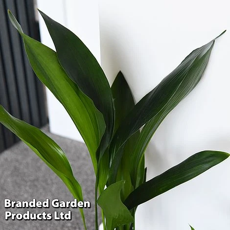 Almost Unkillable Houseplant Collection - Image 5