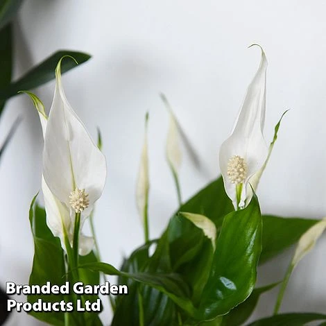 Almost Unkillable Houseplant Collection - Image 6