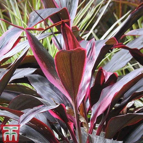 Cordyline 'Tango' - Image 3