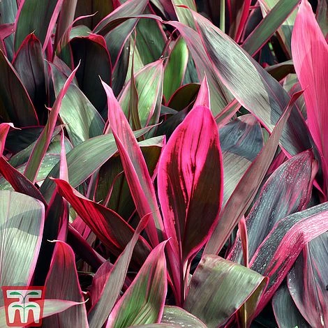 Cordyline 'Tango' - Image 4