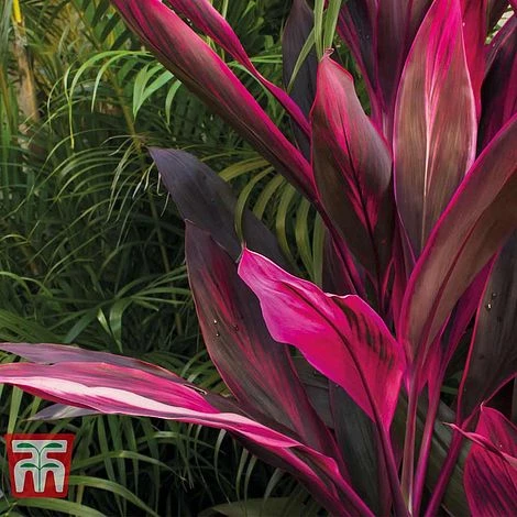 Cordyline 'Tango' - Image 2