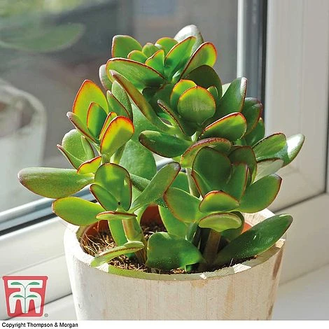 Crassula Ovata - Image 2