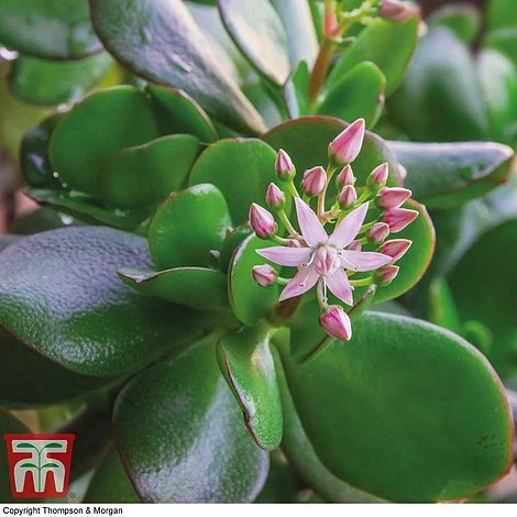 Crassula Ovata - Image 4