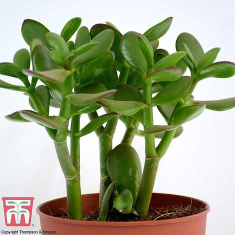 Crassula Ovata - Image 6