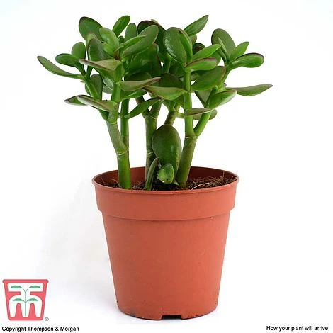 Crassula Ovata - Image 5