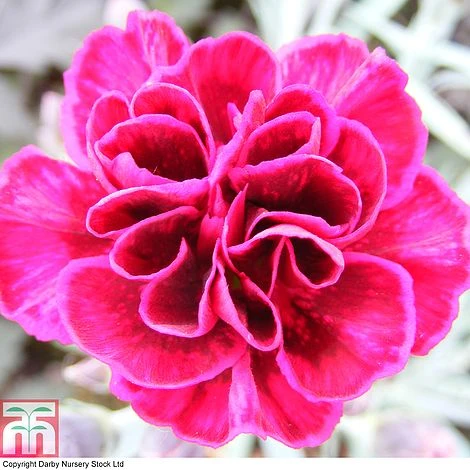 Dianthus 'Odessa Red' - Image 7
